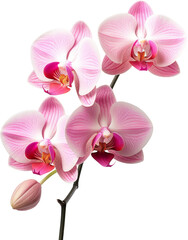 beautiful orchids flower isolated on white or transparent background,transparency 