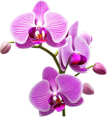 beautiful purple orchids,orchids flower for decoration isolated on white or transparent background,transparency 