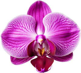 beautiful purple orchids,orchids flower for decoration isolated on white or transparent background,transparency 