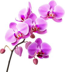 Naklejka na ściany i meble beautiful purple orchids,orchids flower for decoration isolated on white or transparent background,transparency 