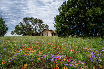 Obraz premium abandoned farm house in a meadow of flowers