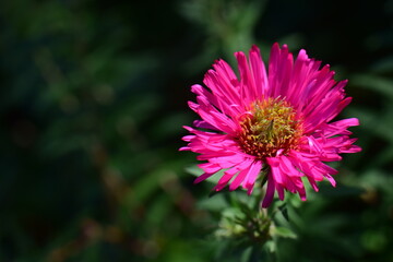 Closeup of a pink blossom against a green background