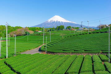 Fuji mountain and Green Tea Plantation at Fuji city , Shizuoka, Japan