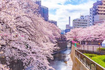 Japan - March 29, 2023 : Pink Sakura Trees Tunnel fully blooming in Springtime at Meguro River,...
