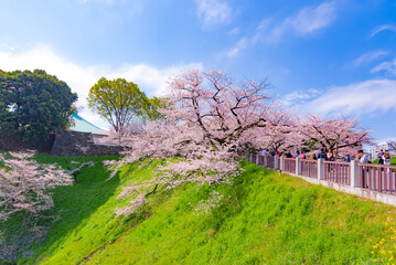 Japan - March 30, 2023 : Giant weeping pink sakura tree fully blooming in springtime at...