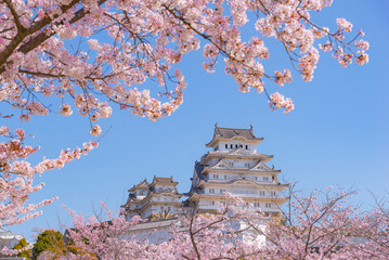 Japan - April 2, 2023 : Himeji castle in Sunny blue sky day among Pink sakura tree fully blooming in spring, Himeji castle is one of most beautiful castle of Japan,  Himeji, Hyogo