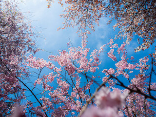 桜満開の春の青空