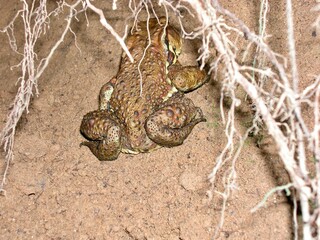 頭隠して尻隠さず