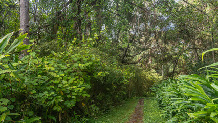 A narrow paved footpath runs through a tropical rain forest. Thickets of lush green grass, bushes, and trees on the roadsides. Madagascar. Vakona Forest Reserve