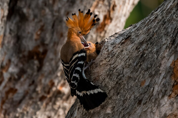 Common Hoopoe, Hoopoe (Upupa epops) The body has light brown stripes. or white and black The mouth...