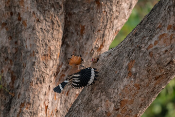 Common Hoopoe, Hoopoe (Upupa epops) The body has light brown stripes. or white and black The mouth is long, slender and curved. Feeding the baby. Phra Nakhon Si Ayutthaya, Thailand. © Pluto Mc