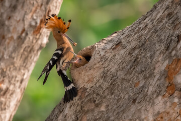 Common Hoopoe, Hoopoe (Upupa epops) The body has light brown stripes. or white and black The mouth is long, slender and curved. Feeding the baby. Phra Nakhon Si Ayutthaya, Thailand. - obrazy, fototapety, plakaty