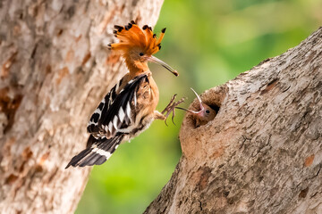 Common Hoopoe, Hoopoe (Upupa epops) The body has light brown stripes. or white and black The mouth is long, slender and curved. Feeding the baby. Phra Nakhon Si Ayutthaya, Thailand.