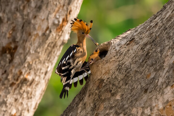 Common Hoopoe, Hoopoe (Upupa epops) The body has light brown stripes. or white and black The mouth is long, slender and curved. Feeding the baby. Phra Nakhon Si Ayutthaya, Thailand. © Pluto Mc