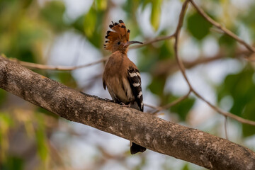 Common Hoopoe, Hoopoe (Upupa epops) The body has light brown stripes. or white and black The mouth...