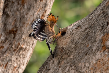 Common Hoopoe, Hoopoe (Upupa epops) The body has light brown stripes. or white and black The mouth is long, slender and curved. Feeding the baby. Phra Nakhon Si Ayutthaya, Thailand.
