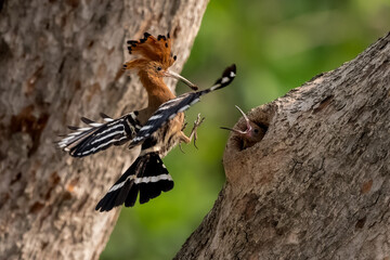 Common Hoopoe, Hoopoe (Upupa epops) The body has light brown stripes. or white and black The mouth is long, slender and curved. Feeding the baby. Phra Nakhon Si Ayutthaya, Thailand. © Pluto Mc