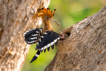 Common Hoopoe, Hoopoe (Upupa epops) The body has light brown stripes. or white and black The mouth is long, slender and curved. Feeding the baby. Phra Nakhon Si Ayutthaya, Thailand. © Pluto Mc