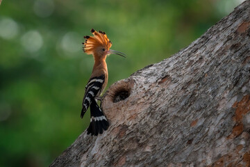 Common Hoopoe, Hoopoe (Upupa epops) The body has light brown stripes. or white and black The mouth is long, slender and curved. Feeding the baby. Phra Nakhon Si Ayutthaya, Thailand. © Pluto Mc