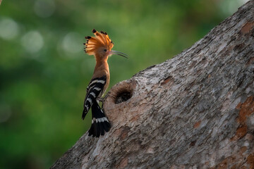 Common Hoopoe, Hoopoe (Upupa epops) The body has light brown stripes. or white and black The mouth...