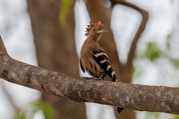Common Hoopoe, Hoopoe (Upupa epops) The body has light brown stripes. or white and black The mouth...