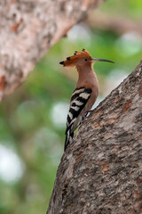 Common Hoopoe, Hoopoe (Upupa epops) The body has light brown stripes. or white and black The mouth...