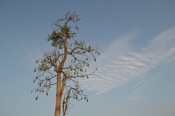 tree in the sky, a cotton tree at the left side of the image against a blue sky background and a thin white cloud