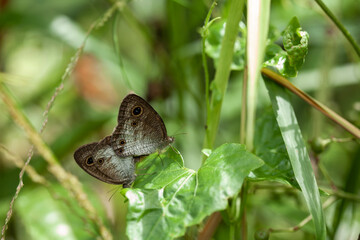 Butterfly in the shrubs