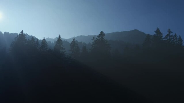 Sunlight Shining into Foogy Woodland Tree Nature Environment