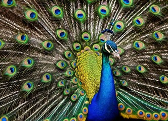 Fototapeta na wymiar A beautiful peacock