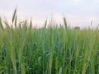 green wheat field