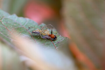 Spider in Borneo Forest