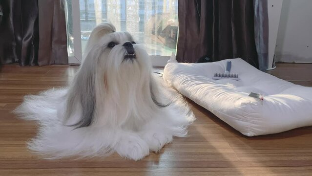 Beautiful long-haired Shih Tzu, a dog that is well-groomed and cared for.