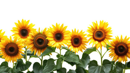 Obraz premium sunflowers on white
