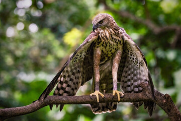 Obraz premium Close up Changeable hawk eagle perching on branch