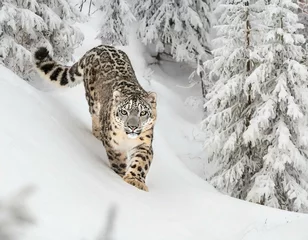  Explore the elusive beauty of a snow leopard prowling silently through a snow-covered forest © Resopic