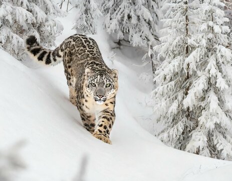 Explore the elusive beauty of a snow leopard prowling silently through a snow-covered forest