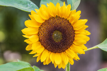 Close-up on the head of sunflower blooming, textures of stamens