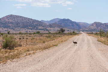 An emu crossing a dirt road in Outback Australia