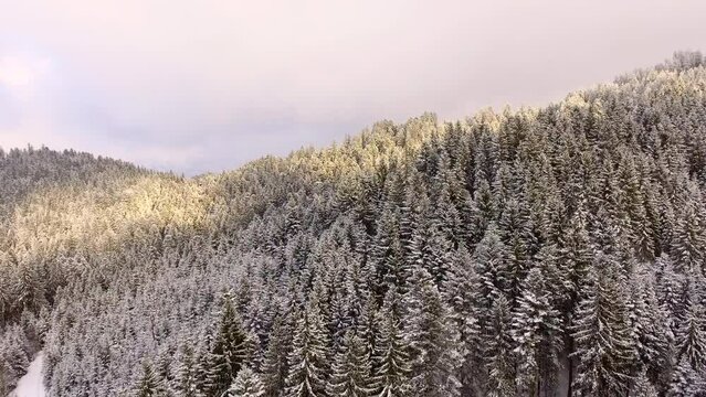 Aerial of a forest in heavy snow fall