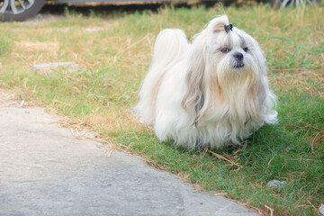Cute long-hair Shih Tzu dog running on street in clear sunny day