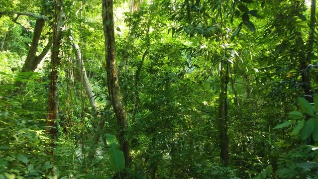 Every Shade of Green in Untouched South American Rainforest