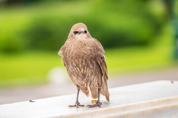 The common starling or Sturnus vulgaris or the European starling. Sitting on the fence in the garden in springtime.