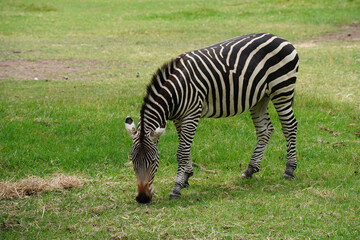 A plains zebra (Equus quagga) grazing on grass