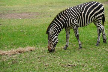 Fototapeta na wymiar A plains zebra (Equus quagga) grazing on grass