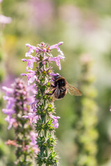 A bee collects pollen on Purple Betony flowers or Betony, Wood Betony, Bishopwort, Bishop's Wort.