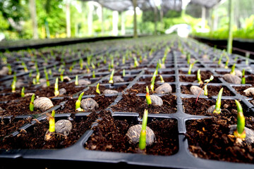 Oil palm seedlings that have sprouted from seeds to be raised, waiting to be planted in large plots.
