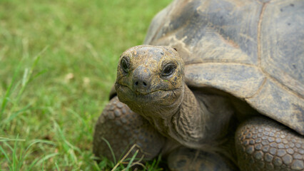 giant turtle, on the grass, close-up