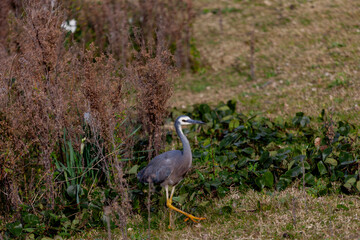 White-faced heron in New South Wales South Coast