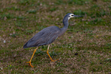 Naklejka premium White-faced heron in New South Wales South Coast